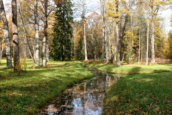 Foresta Nel Parco Oranienbaum San Pietroburgo Lomonosov — Foto Stock