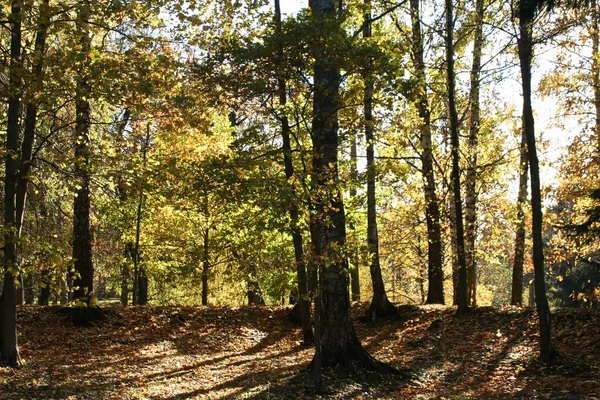 Foresta Nel Parco Oranienbaum San Pietroburgo Lomonosov — Foto Stock