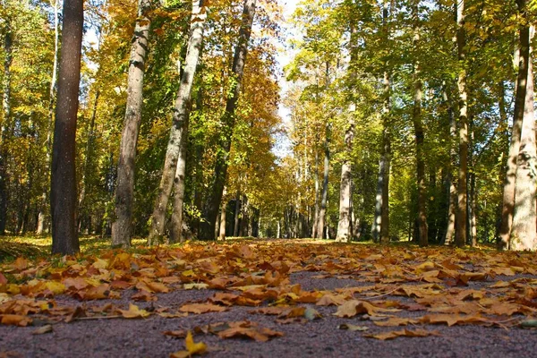 Vicolo Oranienbaum Park San Pietroburgo Lomonosov — Foto Stock