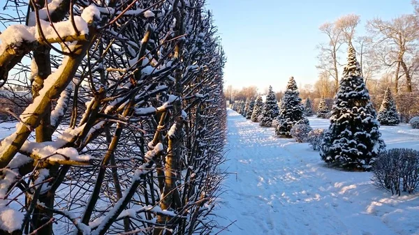 Ulička Dolní Zahradě Oranienbaumského Parku Petrohrad Lomonosov — Stock fotografie