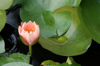 Lotus çiçeği, Koh Kut Adası, Tayland.                               
