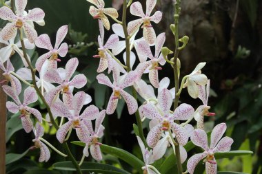Koh Kut Adası, Tayland Orkidesi.                               