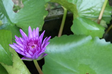 Lotus çiçeği, Koh Kut Adası, Tayland.                               