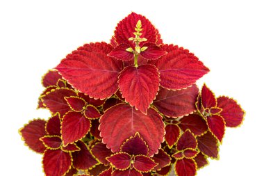 Plectranthus scutellarioides, coleus or Miyana or Miana leaves or Coleus Scutellaricides, is a species of flowering plant in the family of Lamiaceae, a traditional herbs remedies on white background clipart