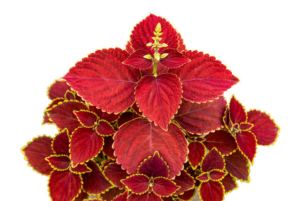 Plectranthus scutellarioides, coleus or Miyana or Miana leaves or Coleus Scutellaricides, is a species of flowering plant in the family of Lamiaceae, a traditional herbs remedies on white background