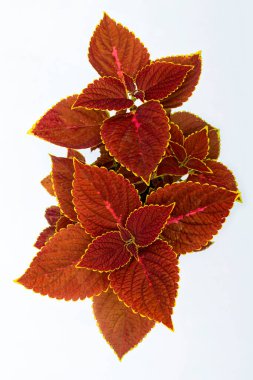 Plectranthus scutellarioides, Coleus veya Miyana yaprakları veya Coleus Scutellaricides, Lamiaceae familyasından bir bitki türüdür.