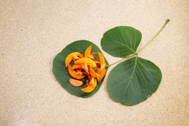 Butea Monosperma ya da yapraklı palmiye çiçeği. Plaso monosperma, Butea frondosa, Erythrina monosperma. İlkbaharın başında çiçek açar. Pohela Falgun 'un popüler çiçekleri.