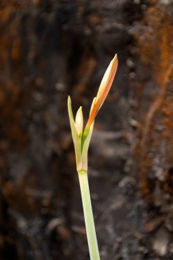 Çiçek açan bir Hippeastrum ya da Amaryllis çiçeği, bulanık mantar duvarı arka planında izole edilmiş turuncu amiliz çiçeği