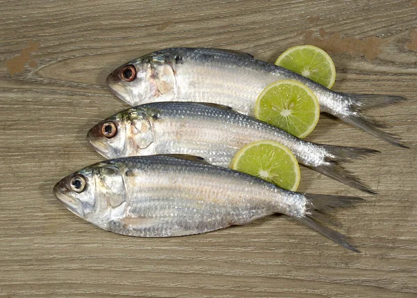 Small Size Hilsafish Tenualosa Ilisha Hilsa Herring Terbuk Fish Ilish — Stock Photo, Image