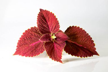 Coleus ya da Boyalı Nettles stüdyodan ayrılıyor. Plectranthus scutellarioides, ya da Miana ayrılır ya da Coleus Scutellarioides, Coleus Blumei bitkidir, Lamiaceae familyasından çiçek açan bitki türü..
