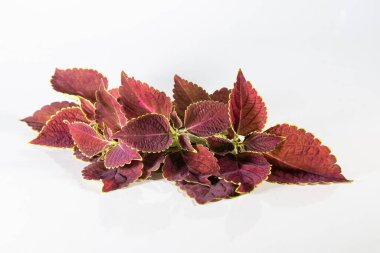 leaves of Plectranthus scutellarioides, coleus or Miyana or Miana leaves or Coleus Scutellaricides, is a species of flowering plant in the family of Lamiaceae. traditional herbs remedies in Studio. clipart