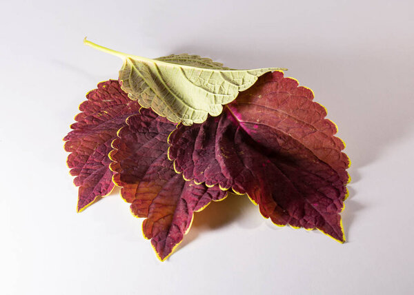 Coleus or Painted Nettles leaves in studio. Plectranthus scutellarioides, or Miana leaves or Coleus Scutellarioides, Coleus Blumei is herbs, species of flowering plant in the family of Lamiaceae.