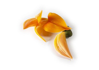 Butea Monosperma ya da beyaz arka planda palmiye çiçeği. Plaso monosperma, Butea frondosa, Erythrina monosperma. İlkbaharın başında, Falgun ayında çiçek açar. Pohela Falgun 'un popüler çiçekleri.