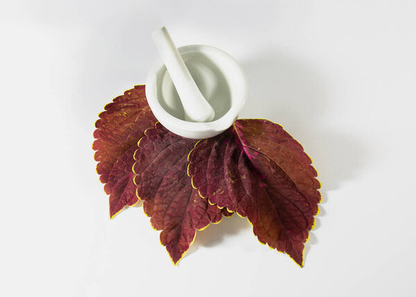 coleus leaves with grander Plectranthus scutellarioides, or Miyana or Miana leaves or Coleus Scutellaricides, species of flowering plant in the family of Lamiaceae. traditional herbs remedies.