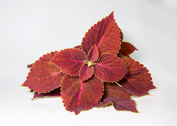 A Branch of Plectranthus scutellarioides, coleus or Miyana or Miana leaves or Coleus Scutellaricides, is a species of flowering plant in the family of Lamiaceae. traditional herbs remedies in Studio.