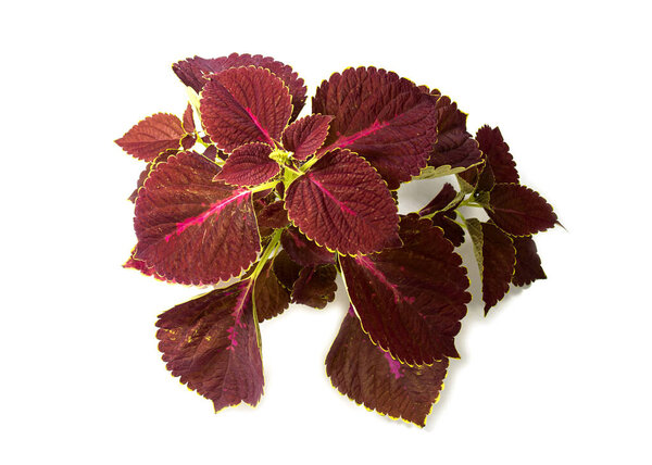 Plectranthus scutellarioides, coleus or Miyana or Miana leaves or Coleus Scutellaricides, is a species of flowering plant in the family of Lamiaceae, a traditional herbs remedies in Studio.