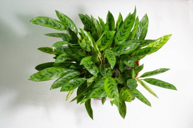 Yeşil çıngıraklı yılan yaprakları veya Calathea lancifolia - Brezilya 'ya özgü, Marantaceae familyasından çiçek açan bir bitki türü. İnce yapraklı, üzerinde koyu lekeler olan ebedi yeşil..