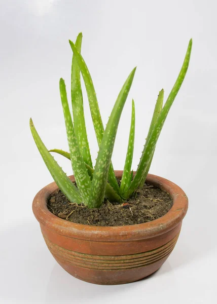 Pequena Árvore Aloe Vera Pote Lama Planta Interior Para Uma — Fotografia de Stock