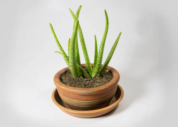 Petit Arbre Aloe Vera Dans Pot Boue Placé Sur Plateau — Photo