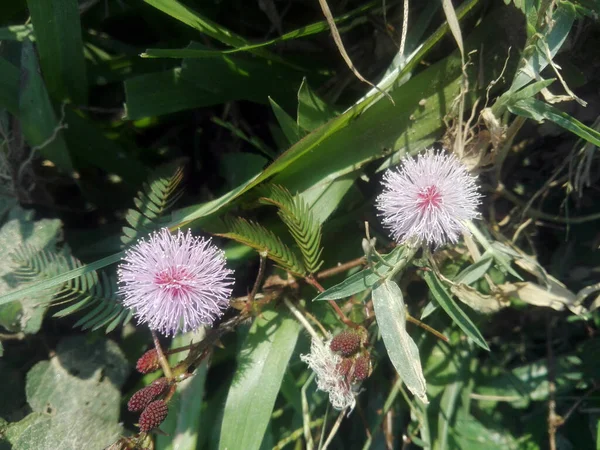sensitive plant, sleepy plant or the touch-me-not is a biennial plant. The reddish-brown trees spread along the ground, raising their tops. The flowers have short spines and round, pink in color.