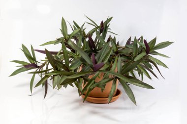 Bir demlikte Rhoeo bitkileri, Tradescantia spathacea, Boat Lily, Moses in a Basket, Moses in the Moses-the-Cradle, Oyster Plant, White-flowered; iki renkli yaprak, altında yeşil ve mor olmak.