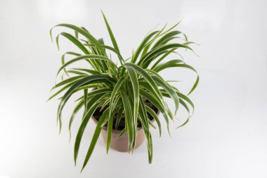 Beyaz arka plan üzerinde kahverengi bir tencerede örümcek bitkisi