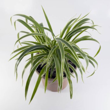 Beyaz arka plan üzerinde kahverengi bir tencerede örümcek bitkisi