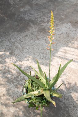 Aloe Vera 'nın Çiçeği ya da Aloe Barbadensis Miller. Asphodelaceae (Liliaceae) familyasına ait ve çalılık, ağaçsı, uzun ömürlü, xerophytic, sulent, bezelye yeşili bir bitkidir..
