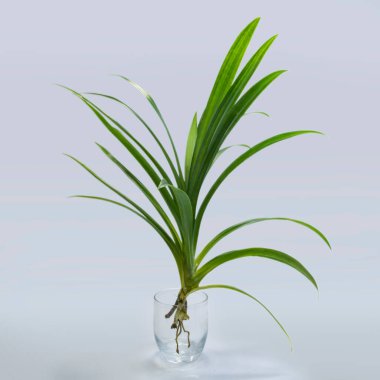 Pandan ağacı veya Pandanus amiaryllifolius stüdyo fotoğrafı.