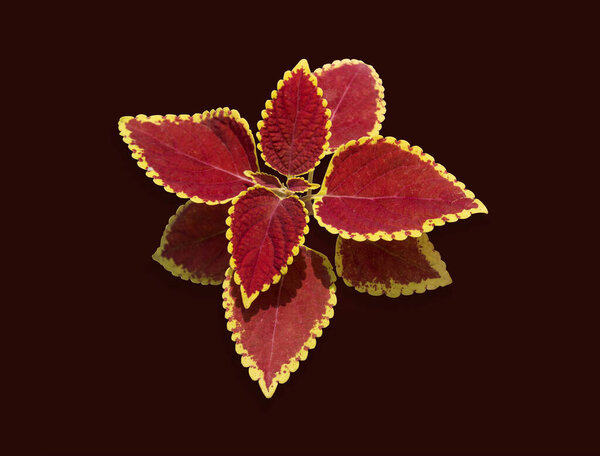 Plectranthus scutellarioides, coleus or Miyana or Miana leaves or in latin Coleus Scutellaricides, is a species of flowering plant in the family of Lamiaceae and one of a traditional herbs remedies