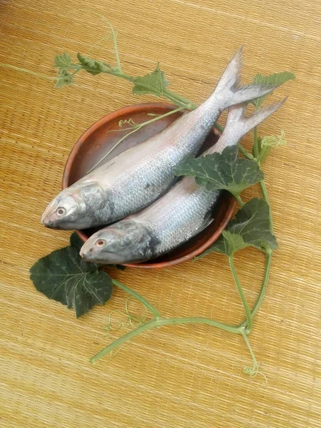 Hilsafish Tenualosa Ilisha Hilsa Pesce Terbuk Aringa Ilish Hilsa Aringa — Foto Stock