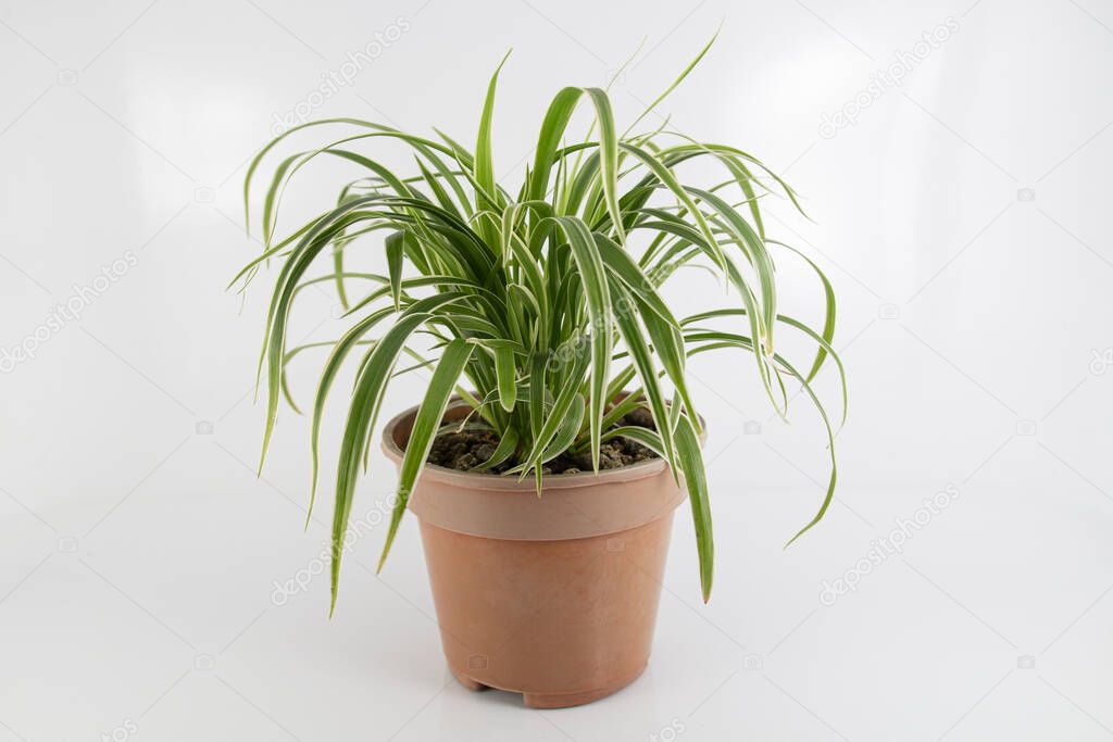 Spider plant in a brown pot over a white background