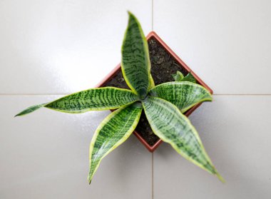 Yılan bitkisi, kayınvalide dili ya da beyaz arka planda Sansevieria Trifasciata.