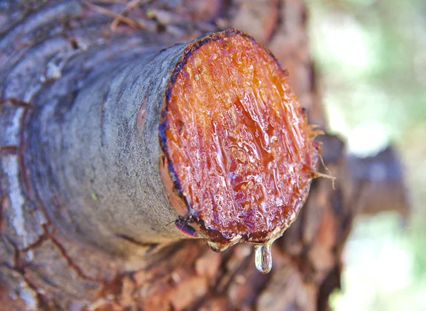 Close-up drop of resin falling from pruned pine branch — Stock Photo, Image