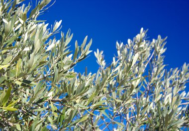Mavi zemin üzerine yeşil zeytin yaprağı.