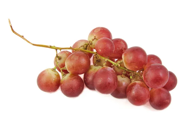 Grappe de raisins rouges sur fond blanc. — Photo
