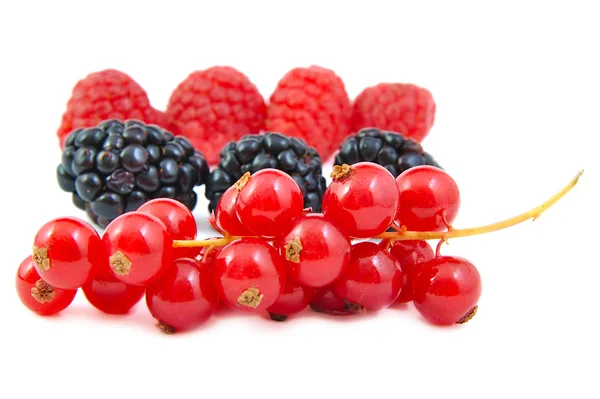 Mûres, groseilles rouges et framboises disposées en rangées sur fond blanc . — Photo