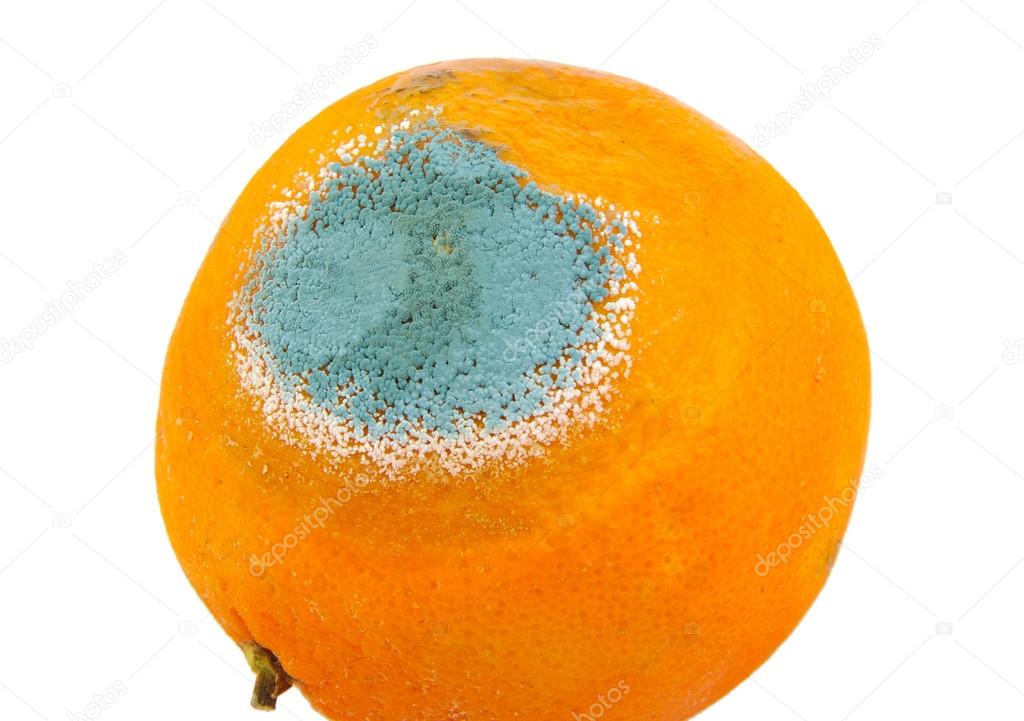Single mouldy and rotten orange isolated on a white background