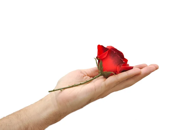 Κόκκινο τριαντάφυλλο στο χέρι απομονωμένα σε λευκό φόντο. Ημέρα του Αγίου Βαλεντίνου έννοια — Φωτογραφία Αρχείου