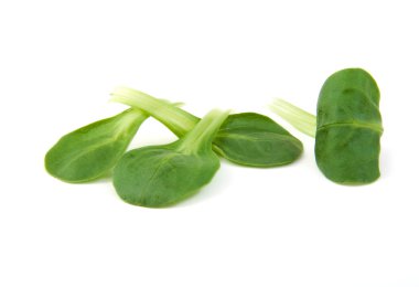 Beyaz arka plan üzerinde Mısır salata yaprakları