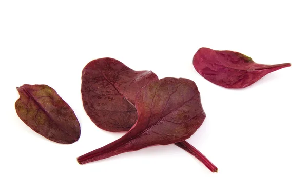 Фіолетове листя салату на білому тлі — стокове фото