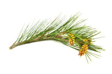 beyaz arkaplanda çam dalı