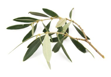 Beyaz bir arka plan üzerinde izole zeytin ağacı dalı closeup