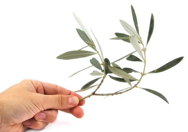 Чоловік тримає гілку оливкового дерева на білому тлі — стокове фото