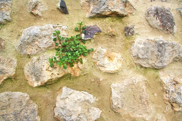 Старая каменная стена с зелеными цветами, растущими на ней — стоковое фото