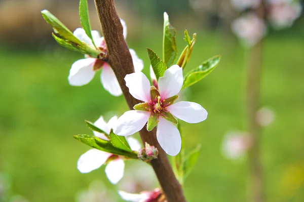 Branche d'amande en fleurs avec des fleurs blanches — Photo