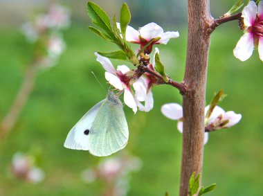 bir badem ağacı çiçek kelebek