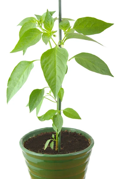 Groene peperplant in een pot geïsoleerd op een witte achtergrond — Stockfoto
