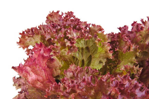 Primer plano de una lechuga de hoja de roble aislada sobre un fondo blanco — Foto de Stock