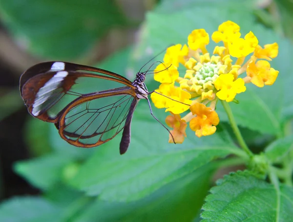 Greta Oto vlinder met transparante vleugels feeds op bloem Rechtenvrije Stockafbeeldingen